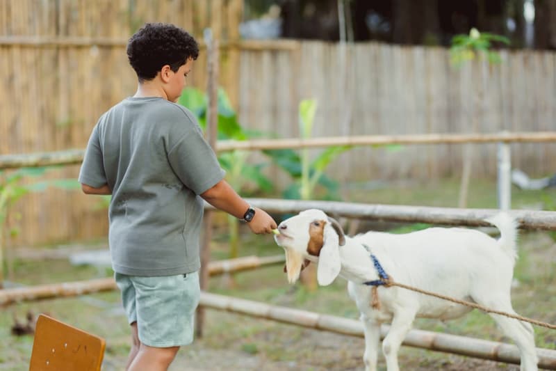 A boy feeds a goat by the fence