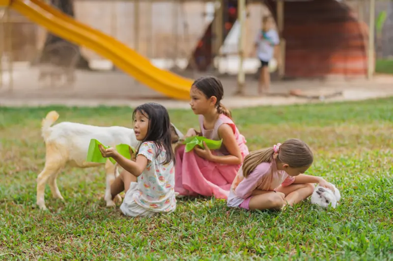 Three girls feeding goats on the lawn
